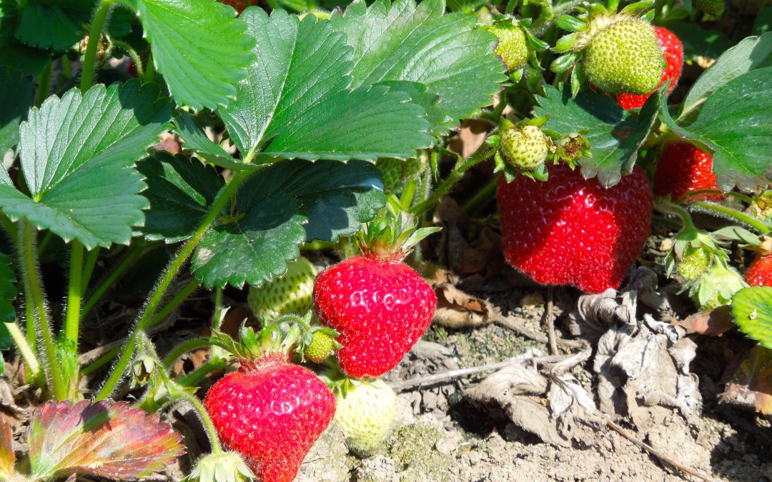 Strawberry Summer
